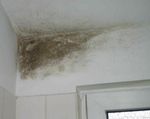 Что делать с грибком на стенах в ванной комнате?