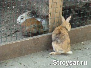 Кроликов из сквера Дружбы народов увезли в Аткарский зоопарк