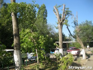 ООО «Прогресс» обрезало деревья, угрожающие прохожим