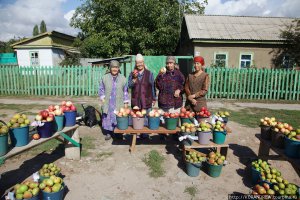 Радаев поручил выращивать яблоки для «Садов Придонья»
