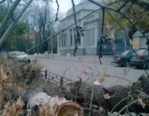 На улице Соборной в Саратове вырублено около десяти деревьев