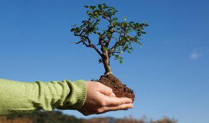 В Саратове прижилось 64% от посаженных деревьев и кустарников