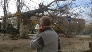 В Заводском районе на провода упало дерево