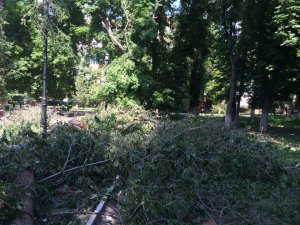 Очевидцы: в Детском парке спиливают зеленые деревья