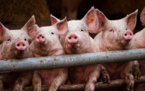 Громкий проект по производству свинины и комбикормов признан банкротом