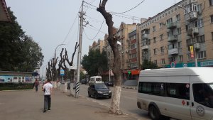 В соцсетях обсуждают уродливую обрезку деревьев на Чапаева