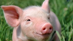 Управление ветеринарии подтвердило информацию о переносе места захоронения свинопоголовья в с. Репное
