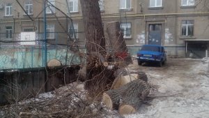 Администрация Саратова проверит информацию о вырубке тополей на Чернышевского