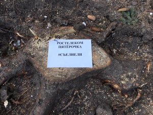 #съелиели: Саратовские власти согласовали пикет за возвращение хвойных деревьев