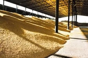 Фермера оштрафовали за выпуск в обращение зерна, не прошедшего процедуру оценки