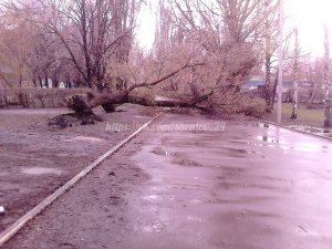 В сквере на Астраханской упало дерево