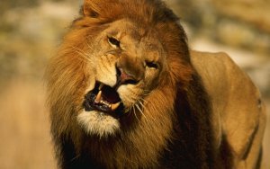 СУ СК требует изъять у хозяев льва, напавшего на мальчика в Энгельсе