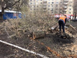 Администрация Октябрьского района отреагировала на публикацию об упавшем дереве
