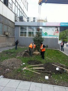 Депутат обвинил саратовцев в нежелании ухаживать за зелеными насаждениями