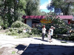 В Саратове из-за непогоды рухнуло 20 деревьев