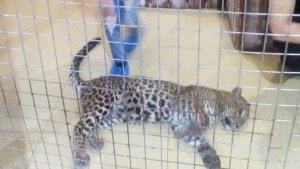 В контактном зоопарке на 6-летнюю девочку напал леопард