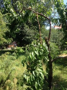 В дендрарии Детского парка посетители калечат деревья