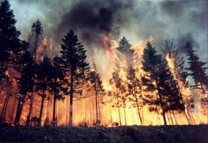 Под Саратовом лесной пожар тушили 15 машин и 96 человек