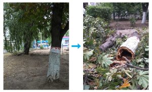 Архитектор: аварийных деревьев на Рахова оказалось гораздо больше