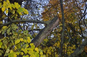 Варварская обрезка деревьев в «Липках» оказалась незаконной