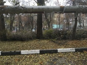 Саратовцы жалуются на расширение автостоянки за счет варварской вырубки деревьев