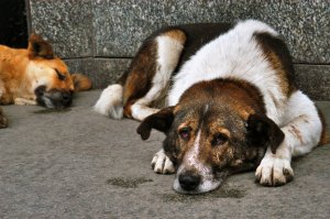 Интернет: в Саратове началась массовая травля бродячих собак