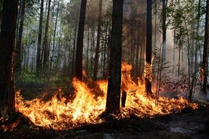 Выявлены нарушения пожарной безопасности в лесах