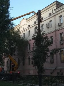 На Астраханской уничтожили еще 5 деревьев