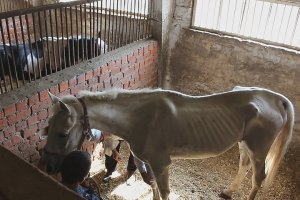 На саратовском Ипподроме умерла истощенная лошадь, принадлежащая конной полиции