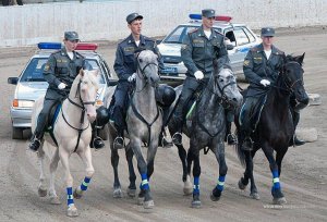Лошадей саратовской полиции хотят передать «Народной дружине»