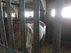Полиция сбагрила еще троих коней ветеринарам