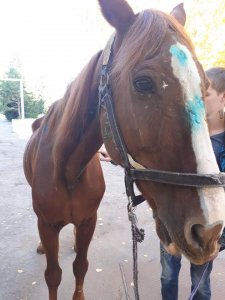 Один из служебных коней саратовского УМВД пошел на поправку