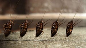 Тараканы устроили нашествие на четыре больницы Саратова