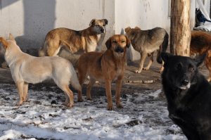 В Саратове прекращен отлов бездомных собак