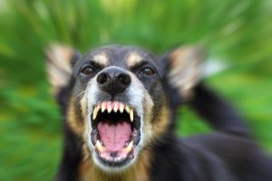 Женщина отсудила у владельца собаки 20 тыс.руб. за нападение животного
