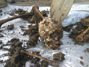 Проводится проверка по факту обнаружения человеческих останков во дворе дома