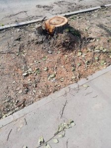 От мэрии ждут пояснений по поводу вырубки здоровых деревьев на Московском шоссе