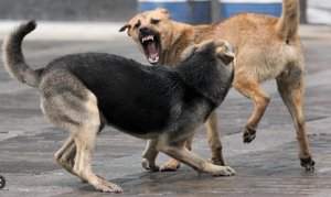 Нападения собак. Дело возбудили в отношении сотрудников управления ветеринарии