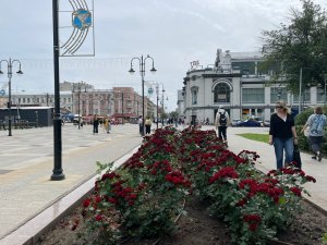 Задержан саратовец, срезавший 56 кустов роз на площади Кирова