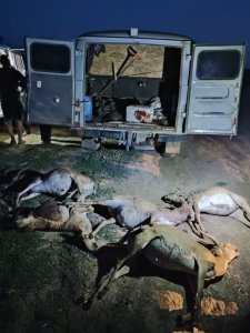 У жителя Дергачевского района обнаружили 5 туш убитых краснокнижных сайгаков