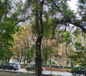 Зеленая комиссия Саратова согласовала очередной снос деревьев