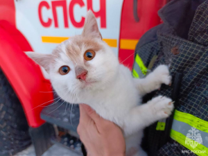 Во время смертельного пожара на ул. Заовражной огнеборцы спасли кота