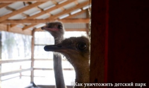 Зоопарк в Заводском районе собираются закрыть в ближайшие дни
