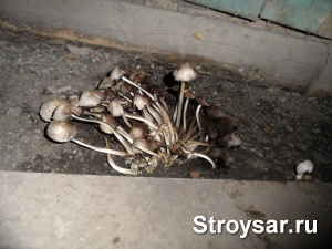 В жилом доме УК «Континент-2011» из-за сырости выросли грибы
