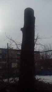 Горожане заявляют об уничтожении двух тополей в центре Саратова