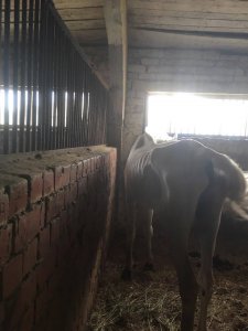 Полиция сбагрила еще троих коней ветеринарам