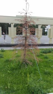 На Театральной площади гибнут молодые елки