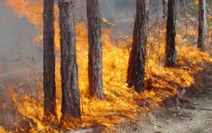 В лесах области произошло 58 пожаров