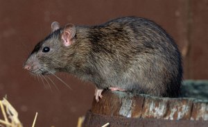 Дома «УК Ленинского района» атакуют крысы