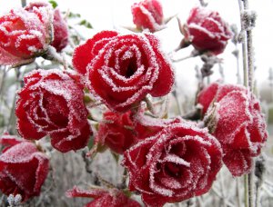 К зиме на Аллее роз высадят тысячу цветов